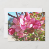 Crab Apple Tree in Bloom (Front)