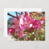 Crab Apple Tree in Bloom (Front/Back)