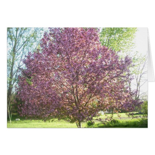 Crab-apple Tree in Bloom Cards (Front Horizontal)