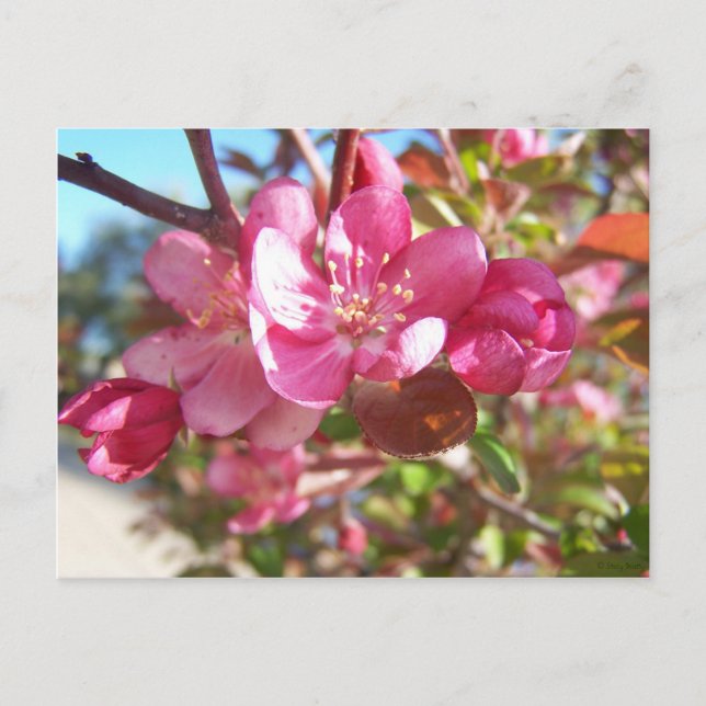 Crab Apple Tree in Bloom Postcard (Front)