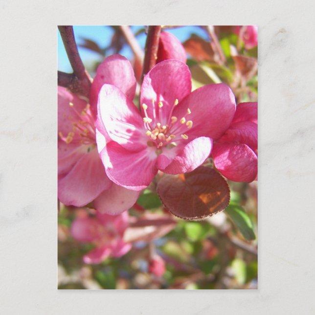 Crab Apple Tree in Bloom Postcard (Front)