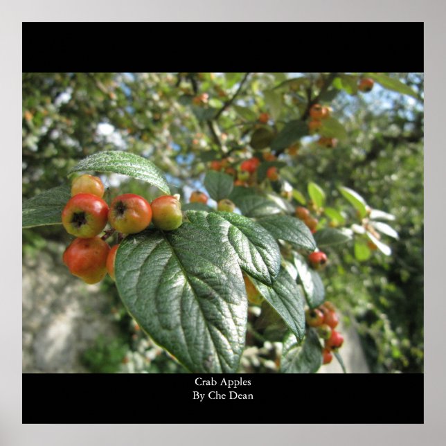 Crab Apples by Che Dean Poster (Front)