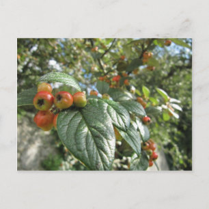 Crab Apples Postcard