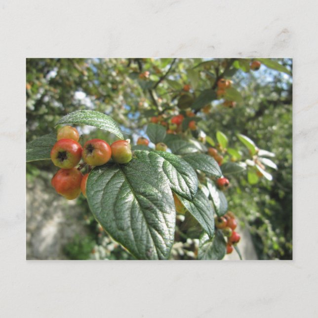 Crab Apples Postcard (Front)