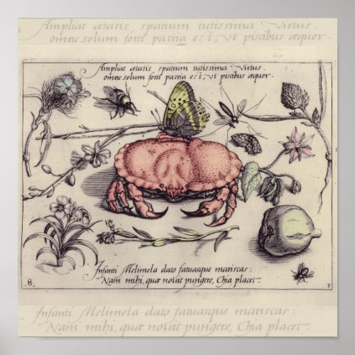 Crab Botanical Insect Flower Illustration Poster