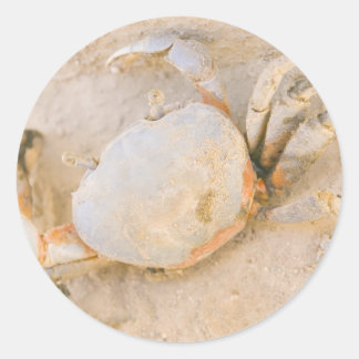 Crab Classic Round Sticker