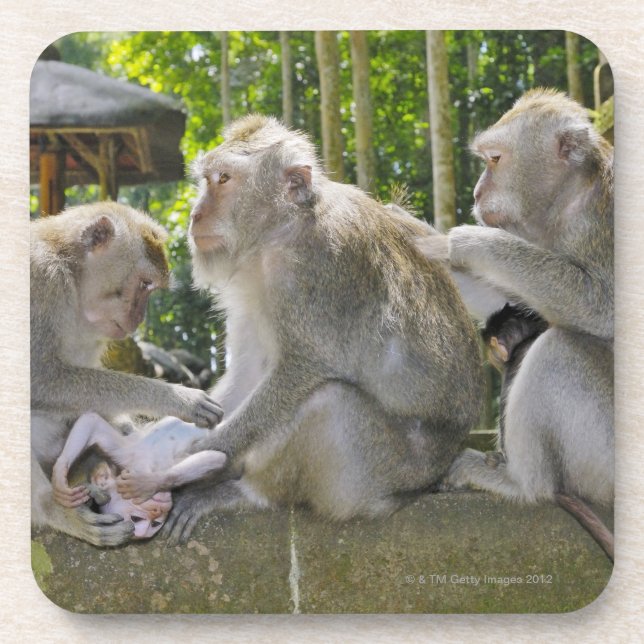 Crab-eating Macaque, Macaca fasciularis, in Ubud Coaster (Front)