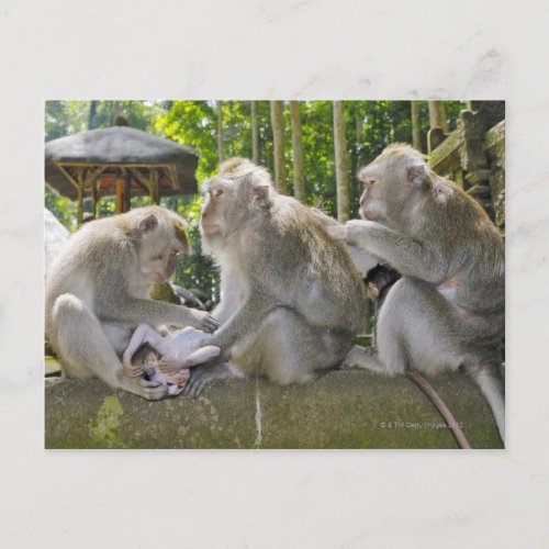 Crab_eating Macaque Macaca fasciularis in Ubud Postcard