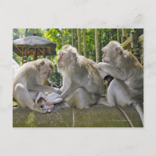 Crab-eating Macaque, Macaca fasciularis, in Ubud Postcard