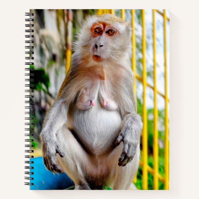 Crab-eating macaque notebook (Front)