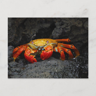 Crab Grapsus Grapsus From The Galapagos Islands Postcard