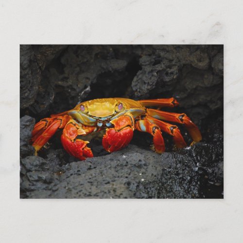 Crab Grapsus Grapsus From The Galapagos Islands Postcard