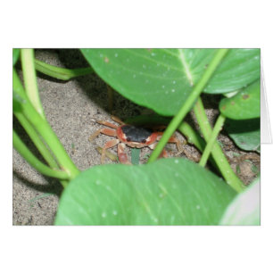 Crab hiding card