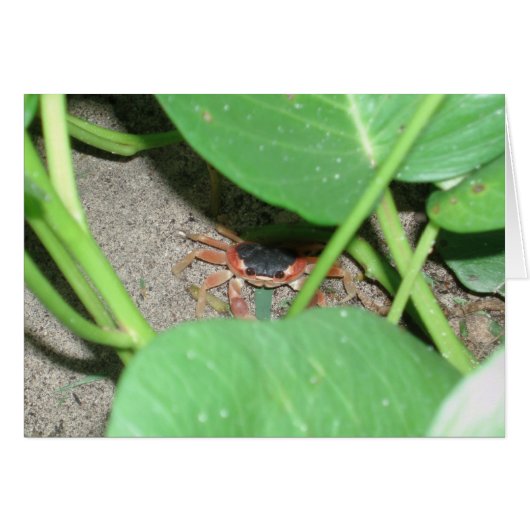 Crab hiding card (Front Horizontal)