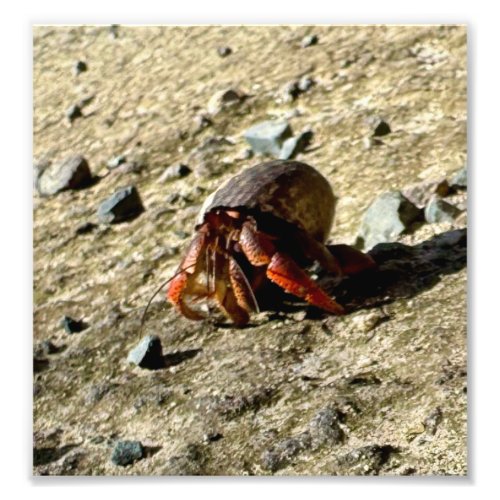 Crab in the National Nature Reserve of St Martin Photo Print