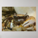 Crab Louis Poster