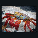Crab photo<br><div class="desc">Closeup photo of a crab on a beach.</div>
