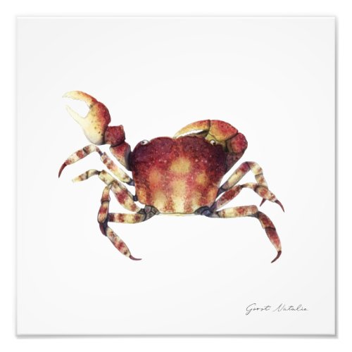 Crab Photo Print