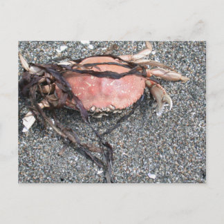 Crab Postcard