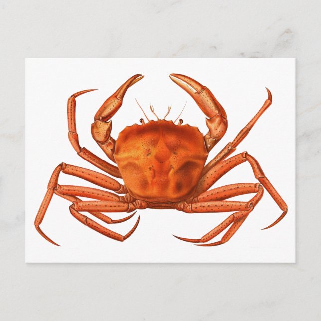 Crab Postcard - Antique Scientific Illustration (Front)