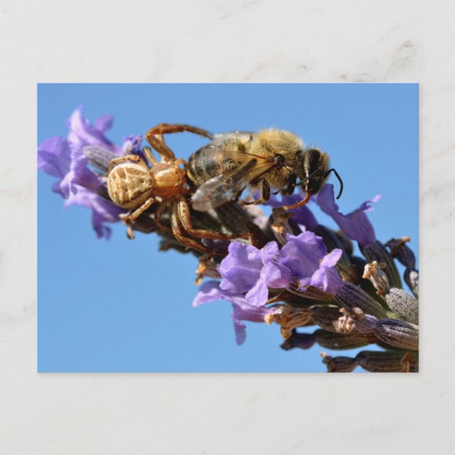 Crab spider eating bee postcard (Front)