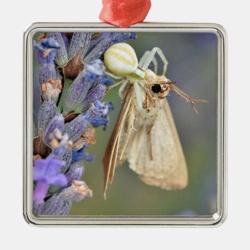 Crab spider eating butterfly metal ornament