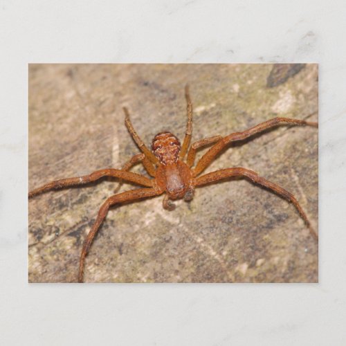 Crab Spider Postcard