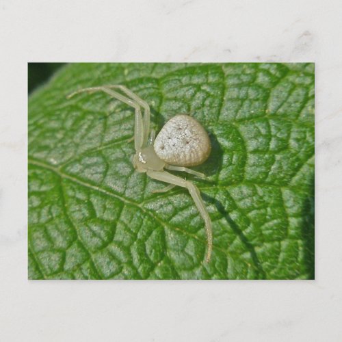 Crab Spider Postcard