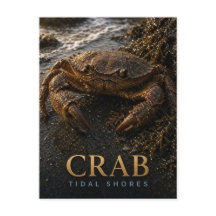 Crab Tidal Shores Wildlife ANIMAL