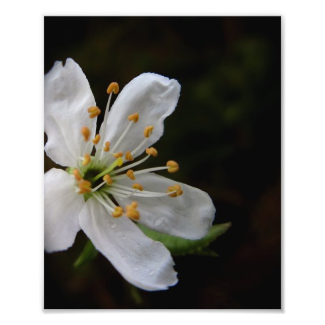 Crabapple Blossom Photo Print (Front)