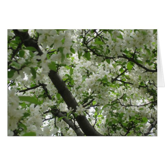 Crabapple blossoms cards (Front Horizontal)