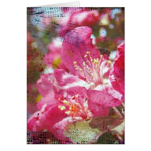 Crabapple Blossoms Cards (Front)