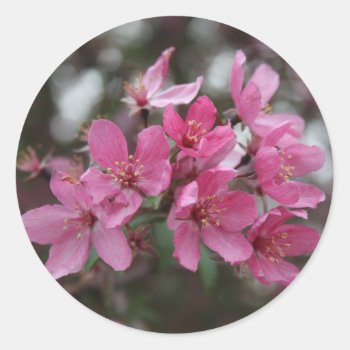 Crabapple Blossoms Classic Round Sticker by sharpcreations at Zazzle