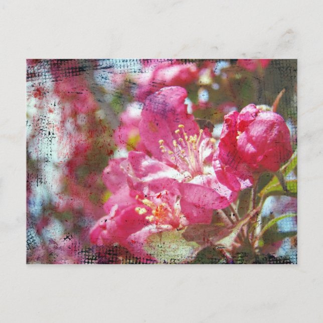 Crabapple Blossoms Postcard (Front)