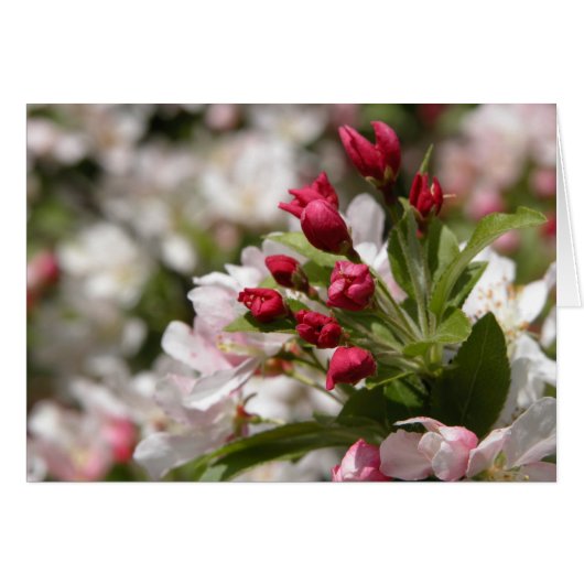Crabapple Buds Cards (Front Horizontal)