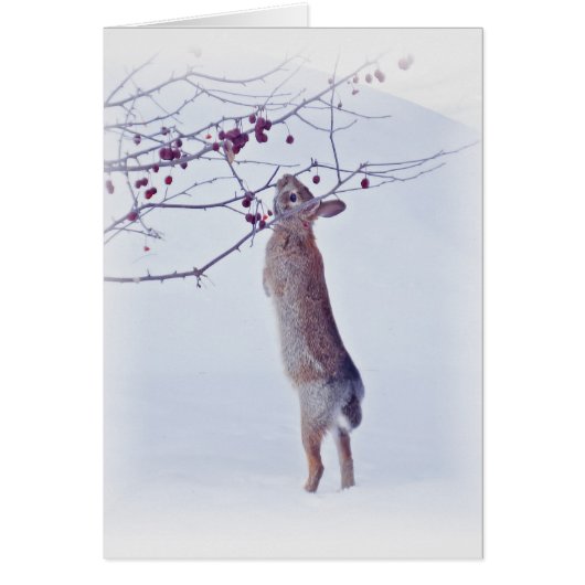 Crabapple Bunny - Rabbit Cards (Front)