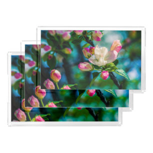 Crabapple flower and buds acrylic tray