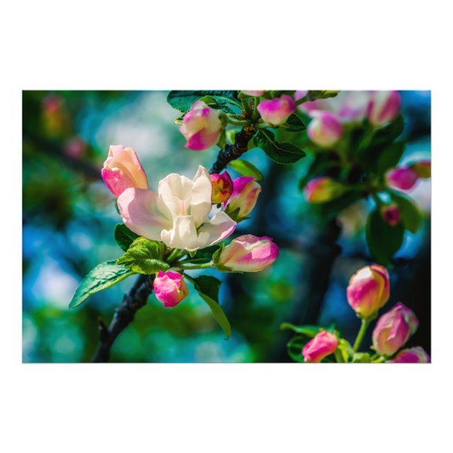 Crabapple flower and buds photo print (Front)
