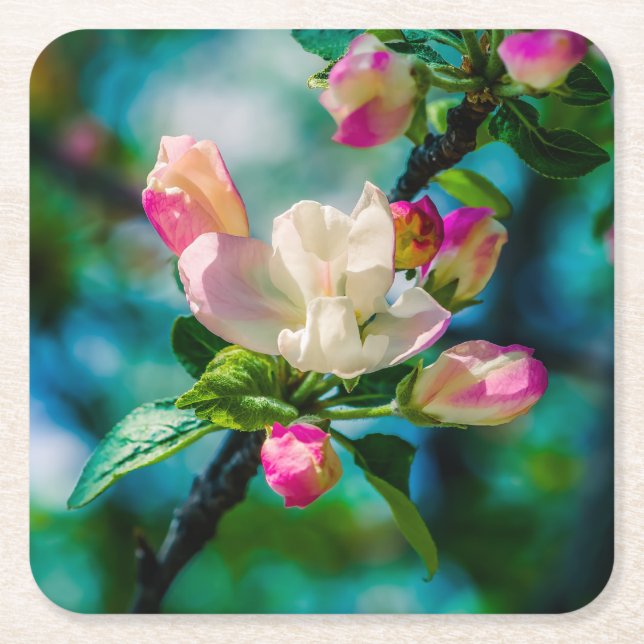 Crabapple flower and buds square paper coaster (Front)