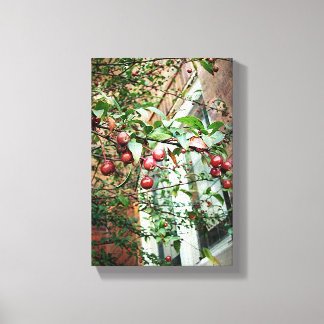 Crabapples Canvas Print (Front)
