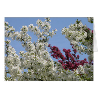 Crabapples in the Arboretum Cards