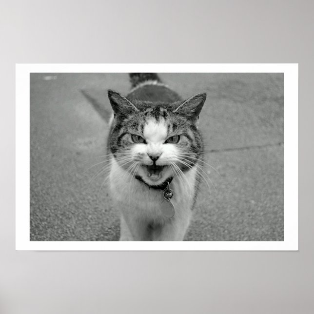 Crabby Cat Poster (Front)