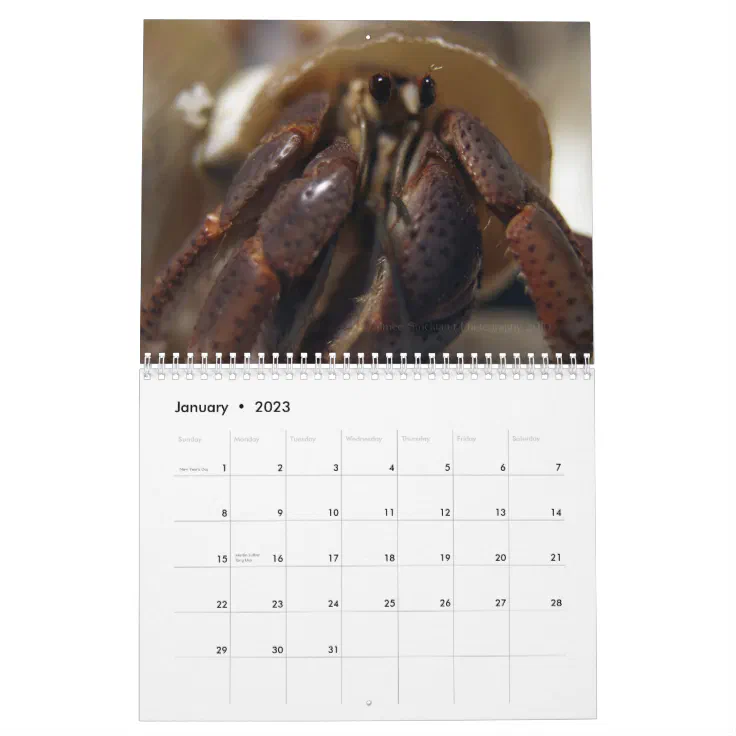 crabby, Hermit Crabs Calendar | Zazzle