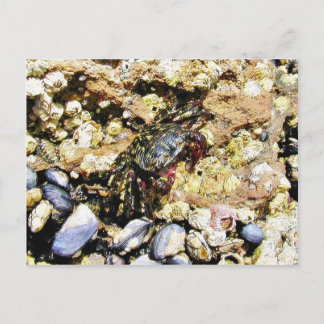 Crabs Barnicles Ocean Tidepools Sea Postcard