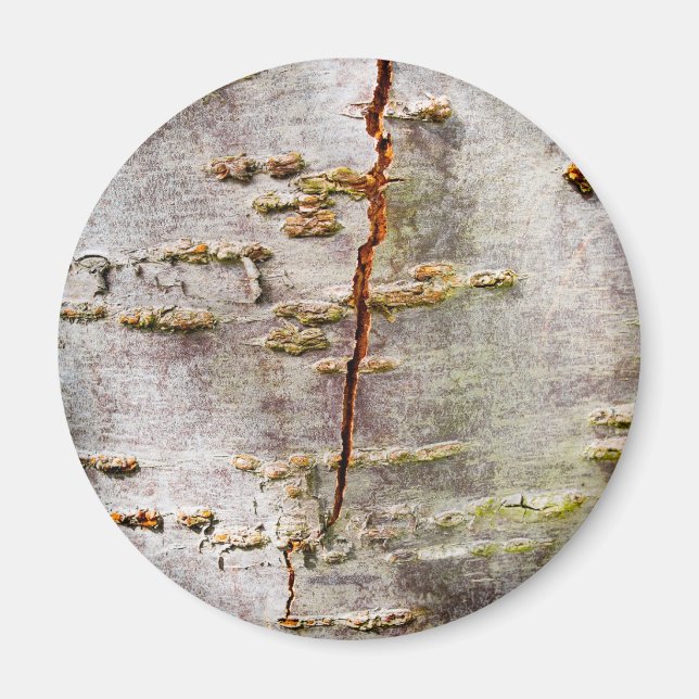 Cracked Birch Bark Magnet (Front)