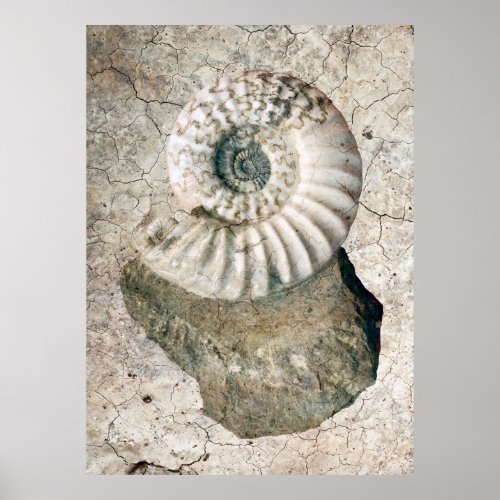 CRACKED SPIRAL NAUTILUS SHELL POSTER