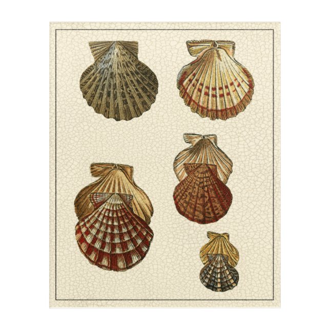 Crackled Antique Shells Acrylic Print (Front)