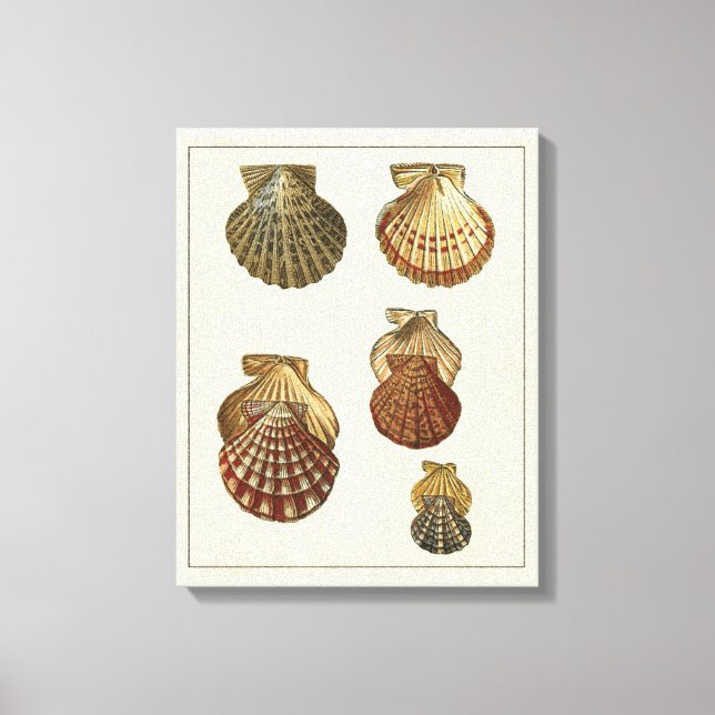 Crackled Antique Shells Canvas Print (Front)