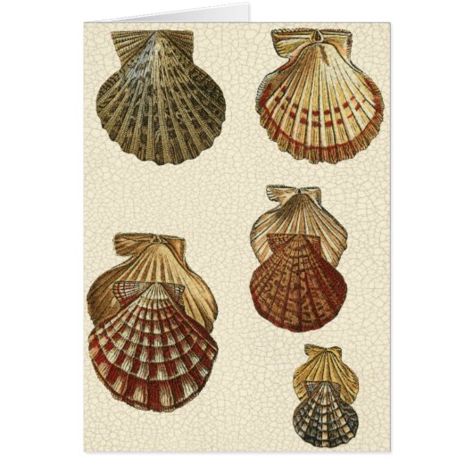 Crackled Antique Shells Cards (Front)