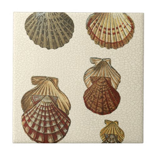 Crackled Antique Shells Ceramic Tile